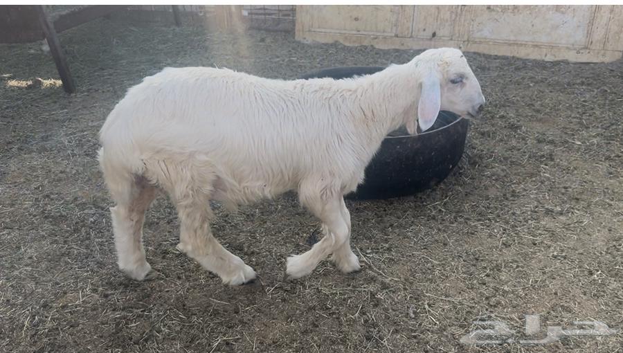 للبيع طلي فل شحم 4 شهور64454165540995110