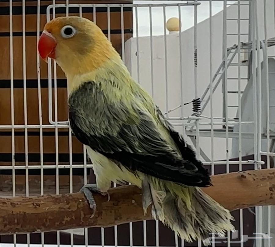 For sale: a pair of high-end Fischer Blue Eye Wing from the last batch64456406959106112