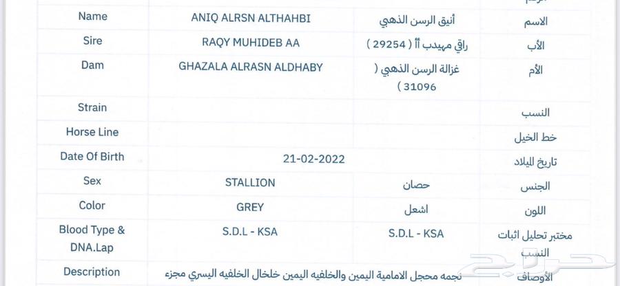 حصان للبيع64457131612673111