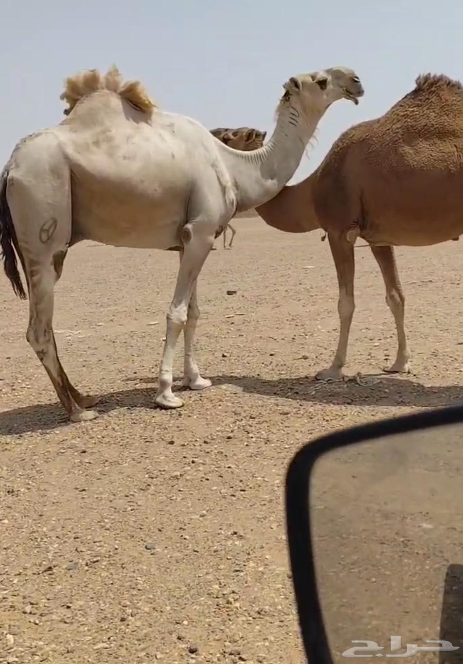 للبيع فحل طيب64453448298753111