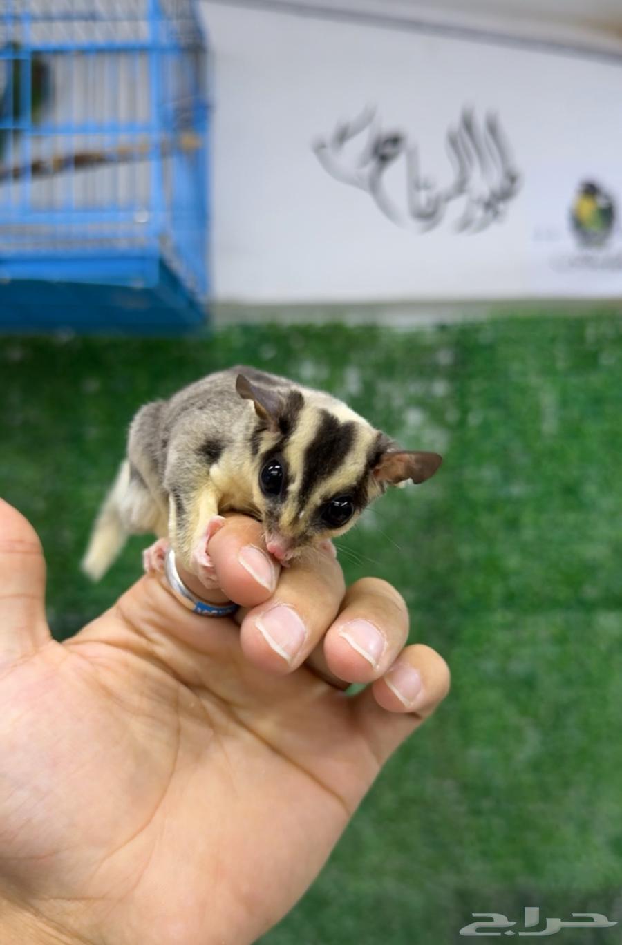 سنجاب شوقر قلايدر (السنجاب الطائر)64456462427010110