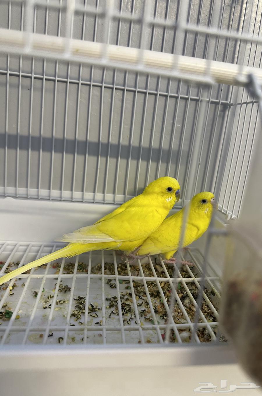 جوز بادجي64449969604225111