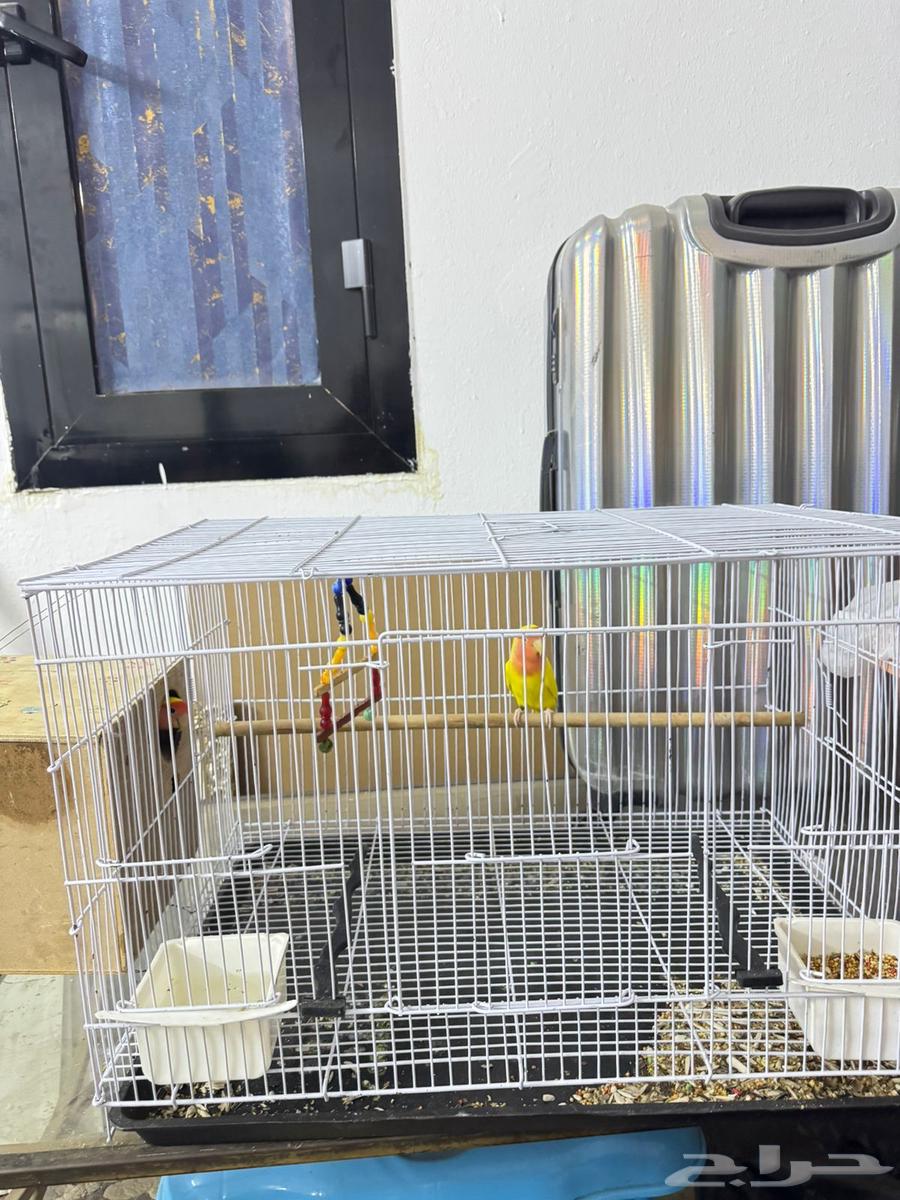 عصافير روز للبيع مع القفص64452049516162111