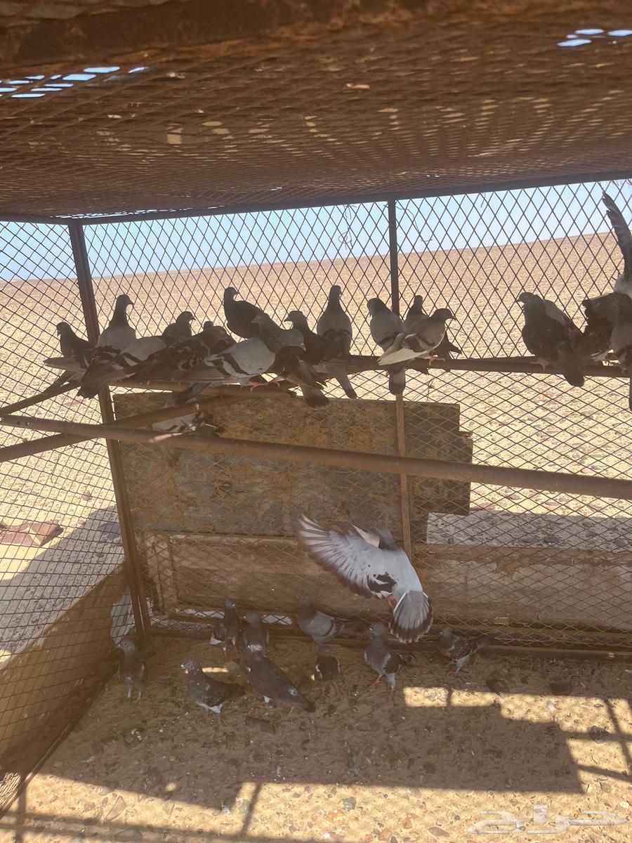 للبيع حمام 18 زوج64452388312066110