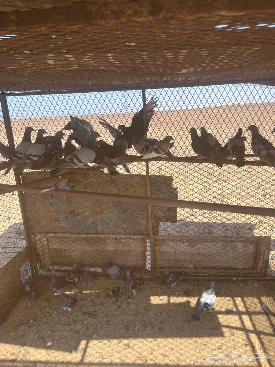 للبيع حمام 18 زوج64452388312066111