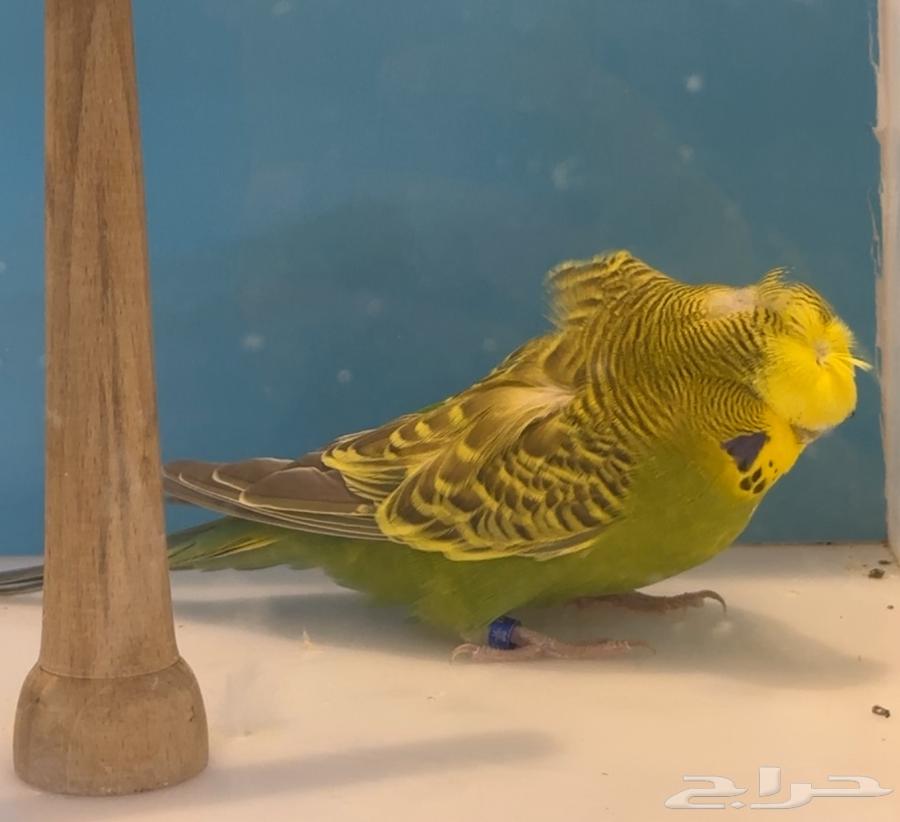 بادجي هوقو و سبلت هوقو64452806702595113