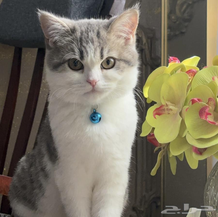 Max British and Persian64452333665281110