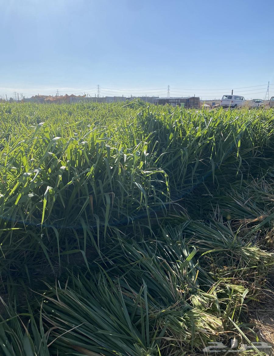 اعلاف وشتلات بونيكام اسباني سوبر موباسا64453958114818113