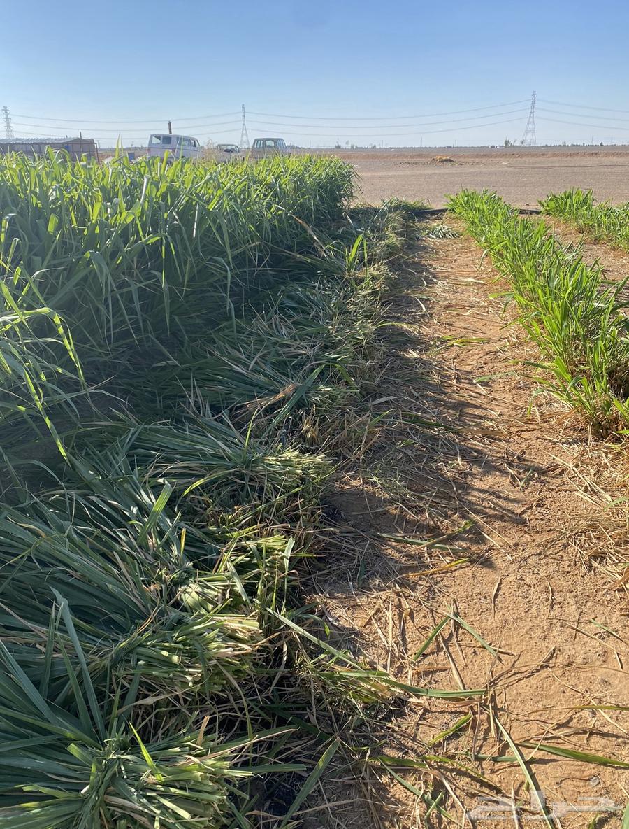 اعلاف وشتلات بونيكام اسباني سوبر موباسا64453958114818114