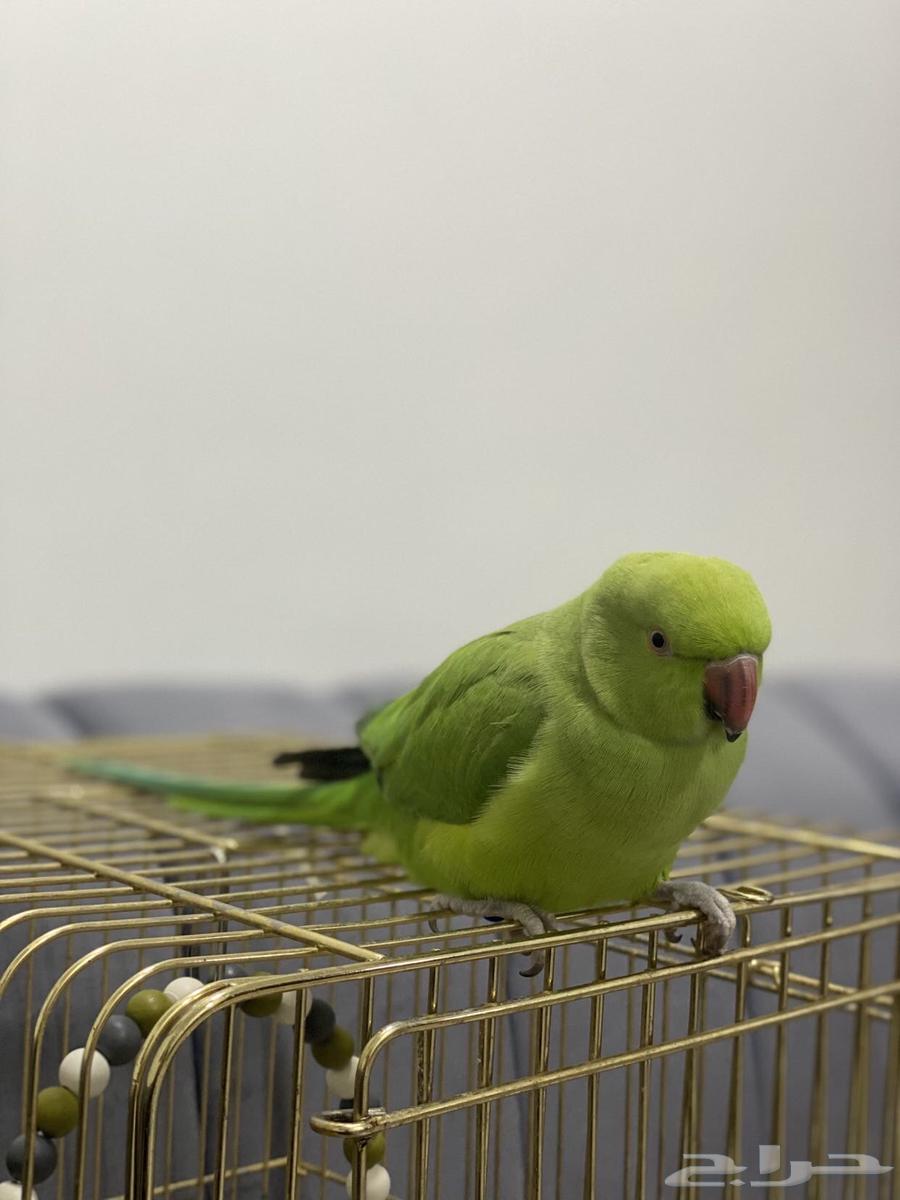 طير دره للبيع64449902595714111