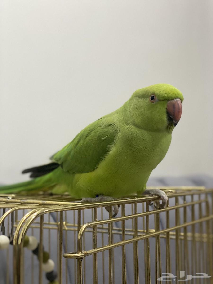 طير دره للبيع64449902595714110