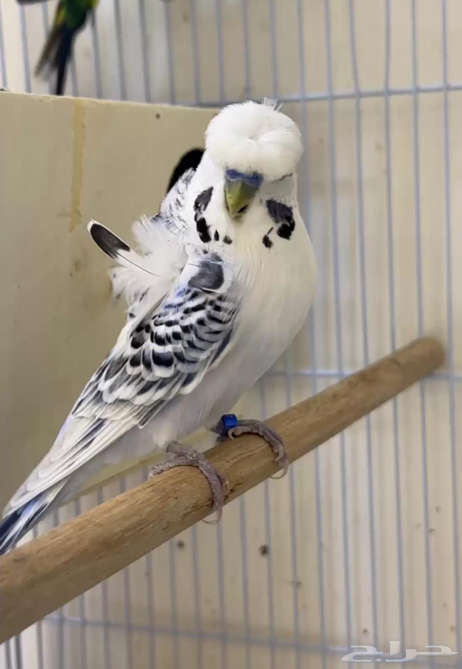 بادجي هوقو و سبلت هوقو64452806702595111