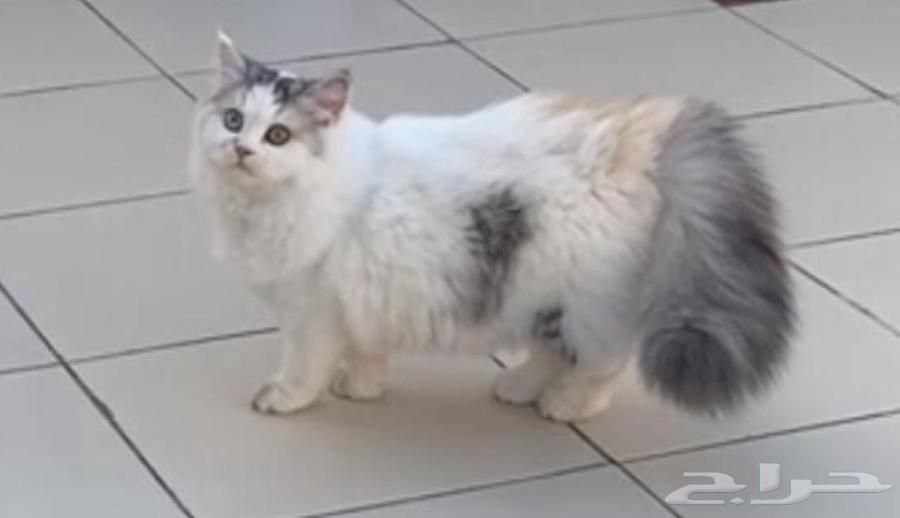 Female Persian cat for sale, one year old, located in Jeddah64456199396610110