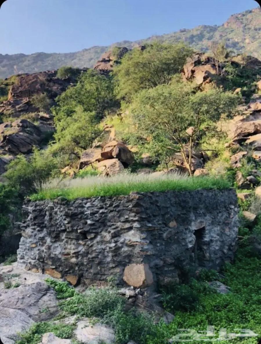 Mountain Sidr and Samrah Honey, Trust and Integrity64452482370306113