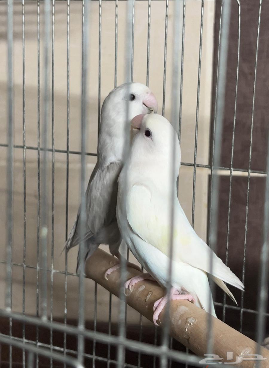 جوز روز منتج ( 2 ) تم البيع الله يبارك للشاري64451230807811110