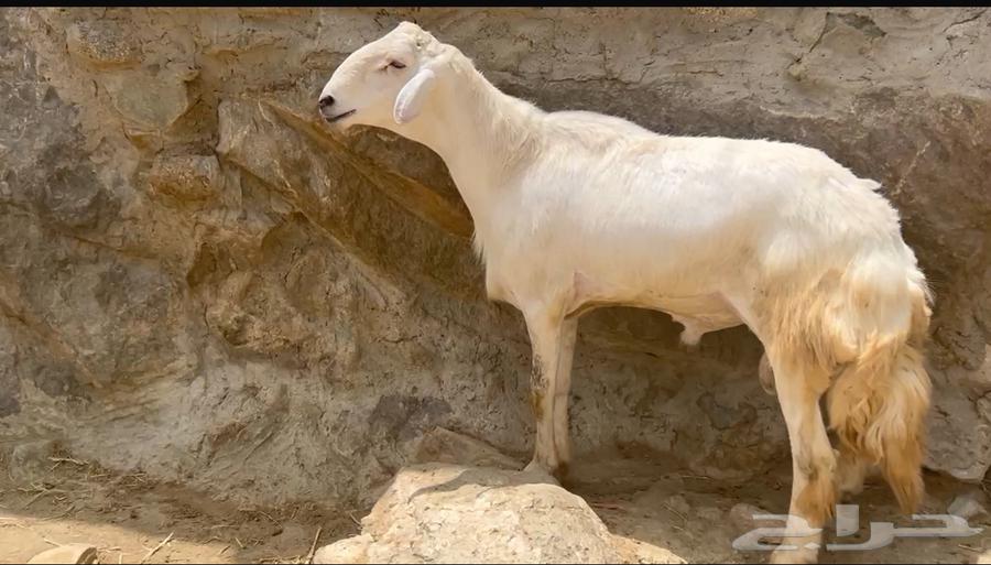 Intact ram from Shahran, conditioned64456282572674110