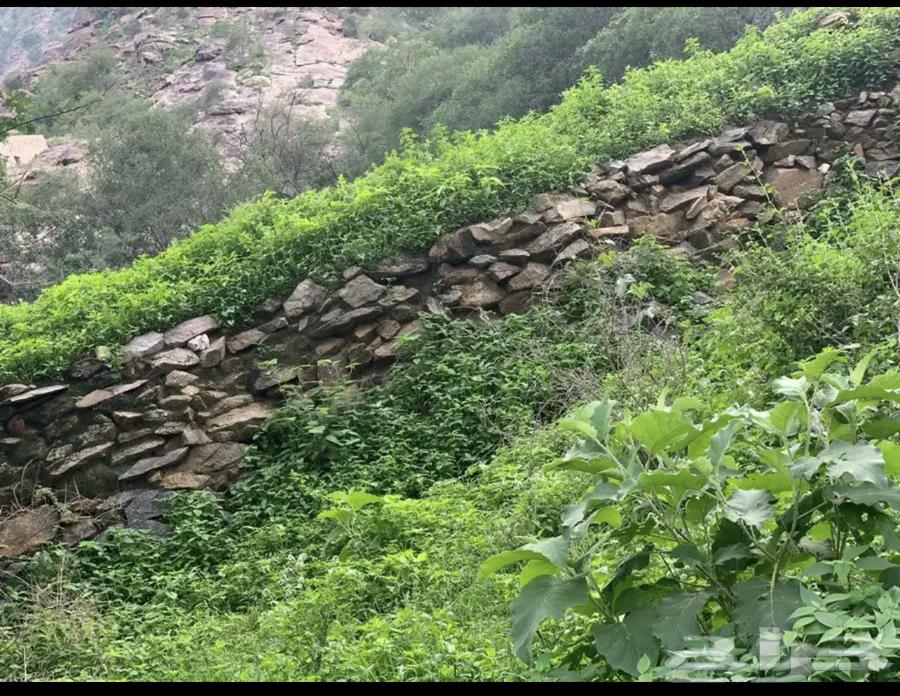 Mountain Sidr and Samrah Honey, Trust and Integrity64452482370306111