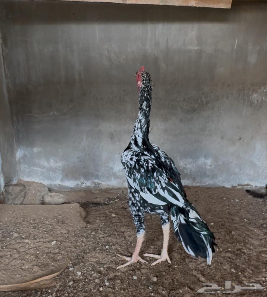 تم البيع64449929156739114