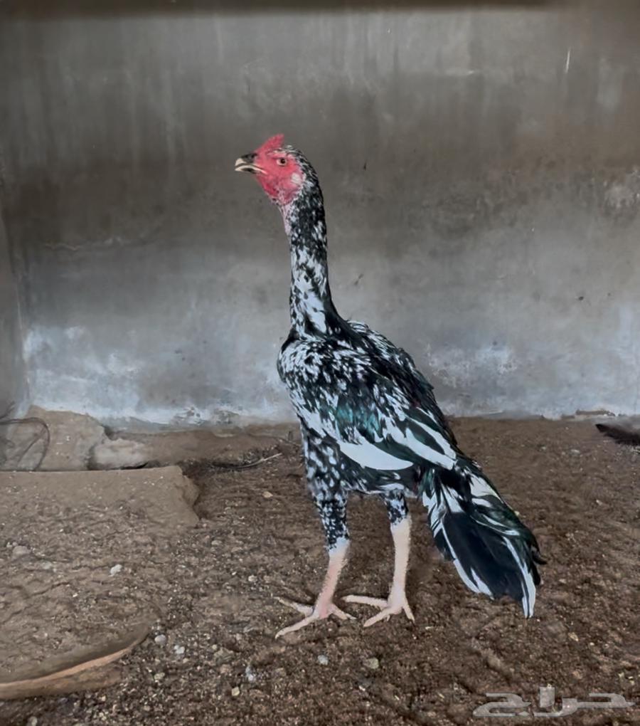 تم البيع64449929156739112