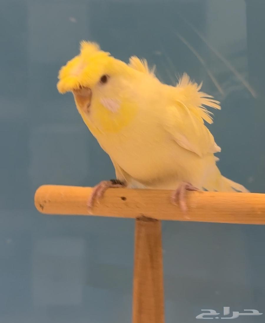 بادجي هوقو و سبلت هوقو64452806702595112