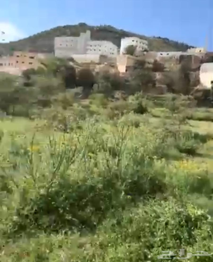 رحلات استجمام بمدينة النماص وفرصه للكسب المادي لمن اراد64618301872641110