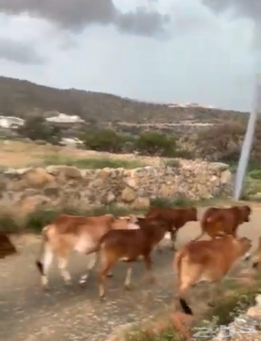 رحلات استجمام بمدينة النماص وفرصه للكسب المادي لمن اراد64618301872641111