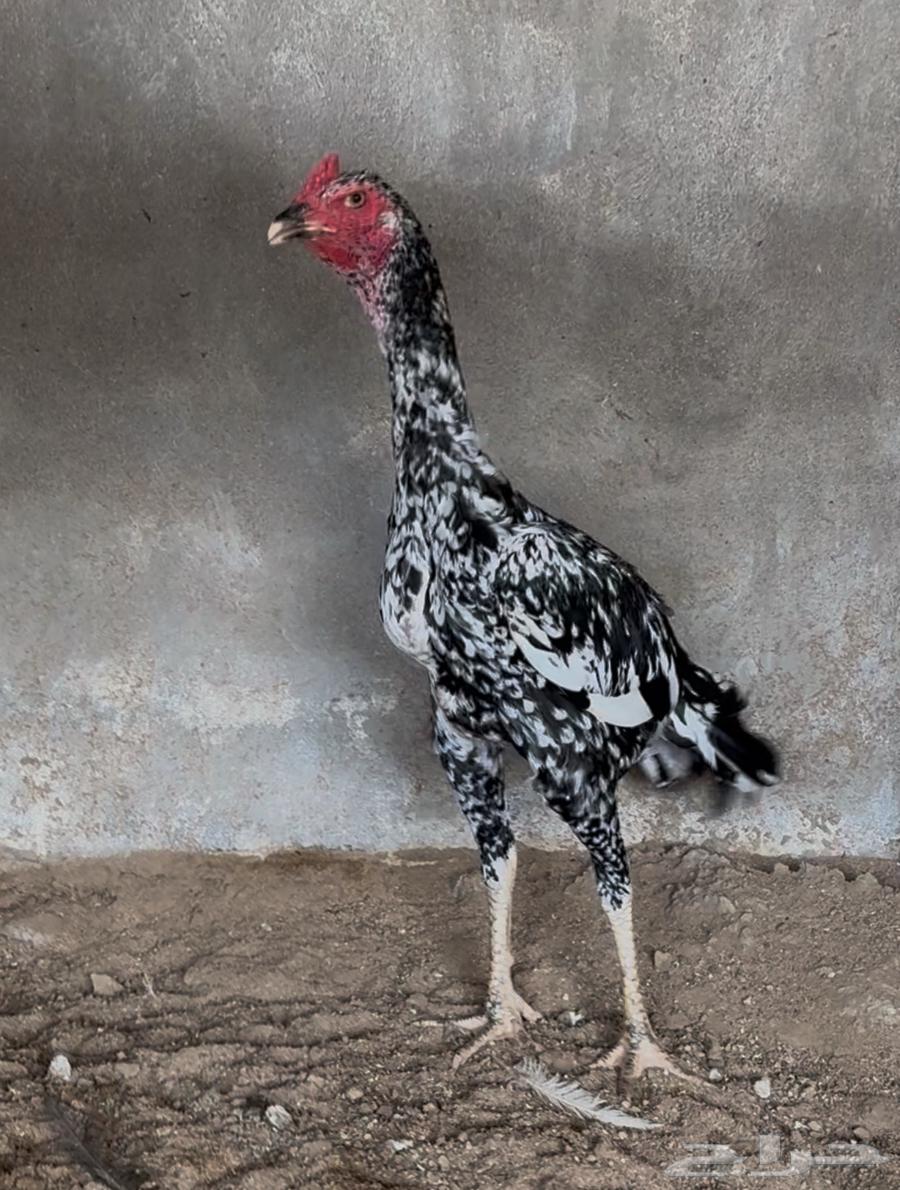 تم البيع64449929156739111