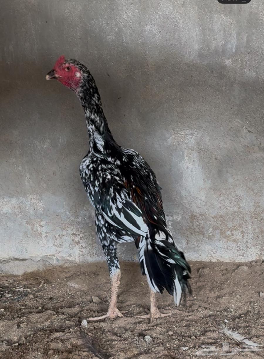 تم البيع64449929156739110