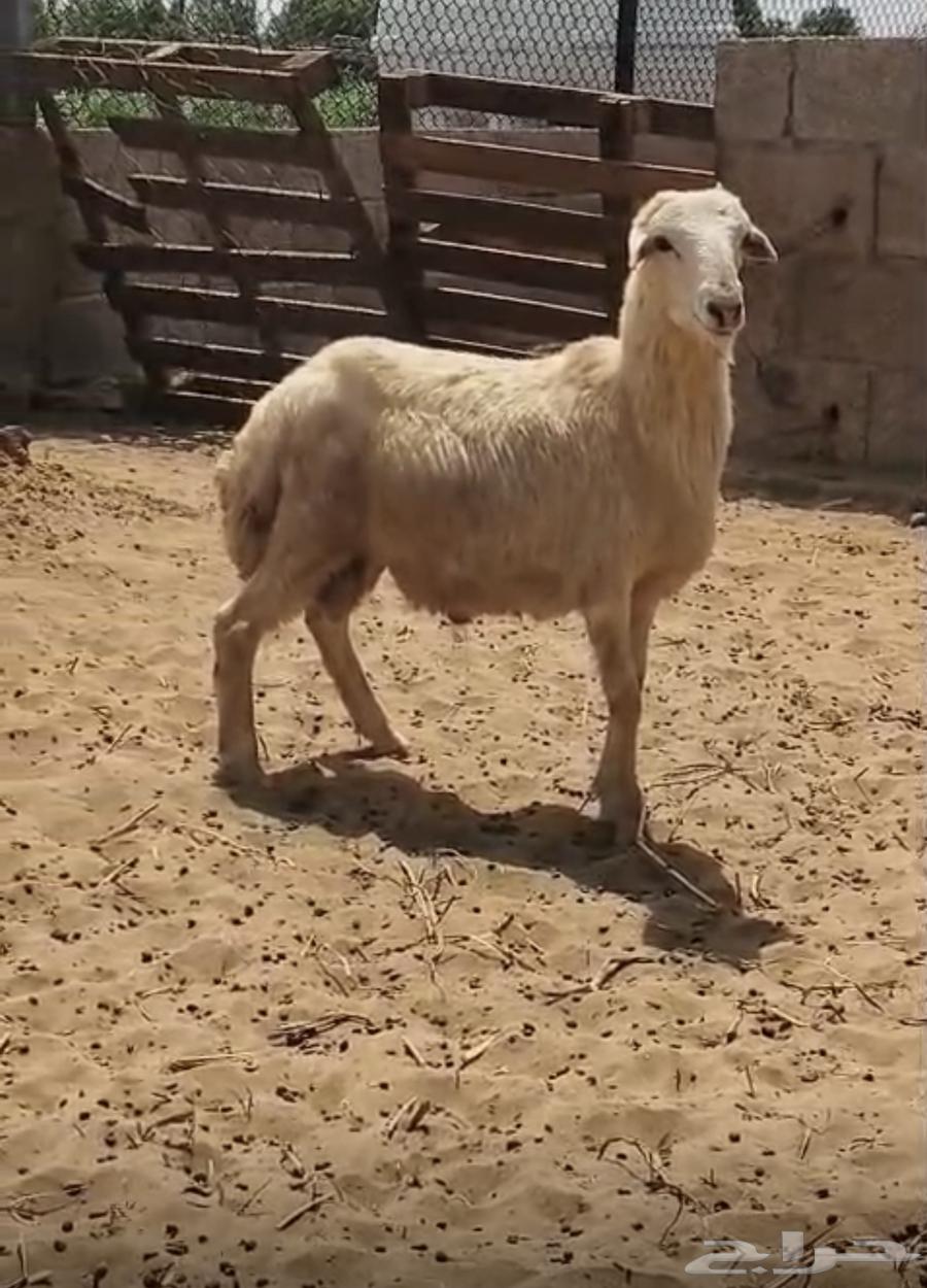 Local lambs aged 4 to 6 months, farm-raised, ready for refrigerator64438351320194114