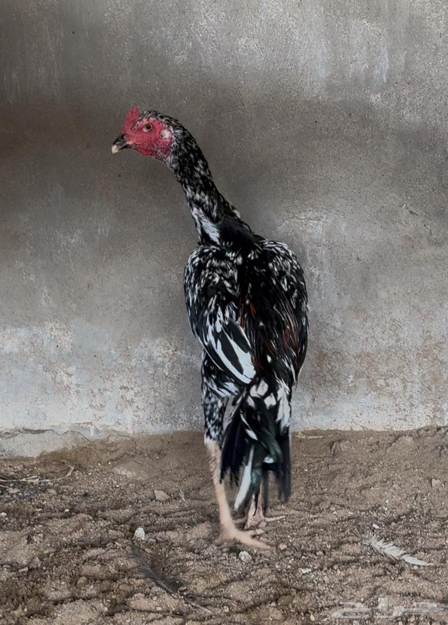 تم البيع64449929156739113