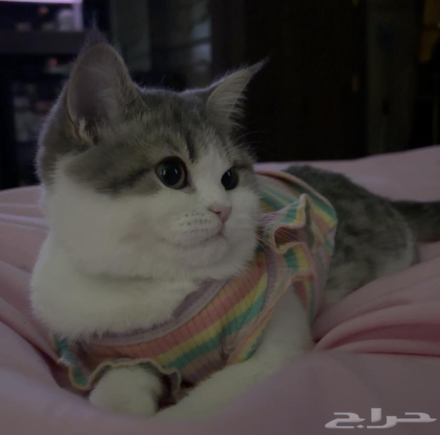 Max British and Persian64452333665281112