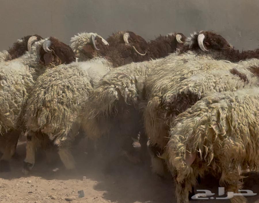 جذعان نعيم طيبه العدد 1464449810098177112