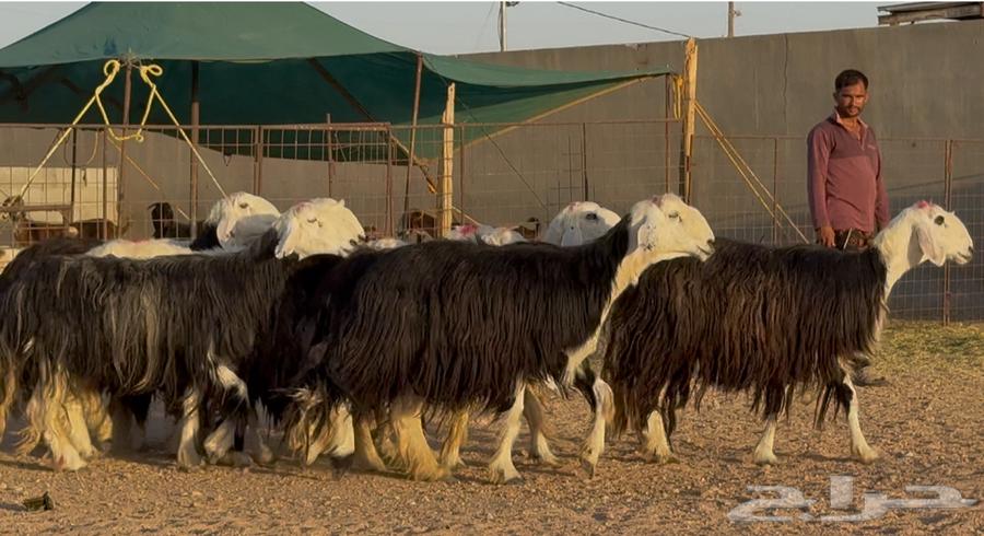 优质内志绵羊，条件优良，编号964452970382851110