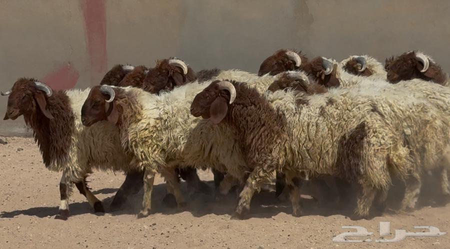 جذعان نعيم طيبه العدد 1464449810098177114