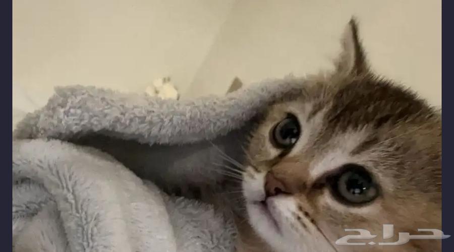 ابي قطوه عمرها شهرين 4 اقل شي64451579475331110