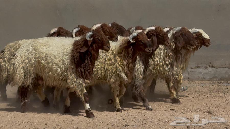 جذعان نعيم طيبه العدد 1464449810098177110