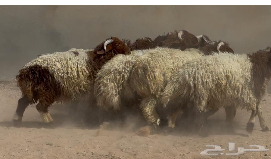 جذعان نعيم طيبه العدد 1464449810098177111