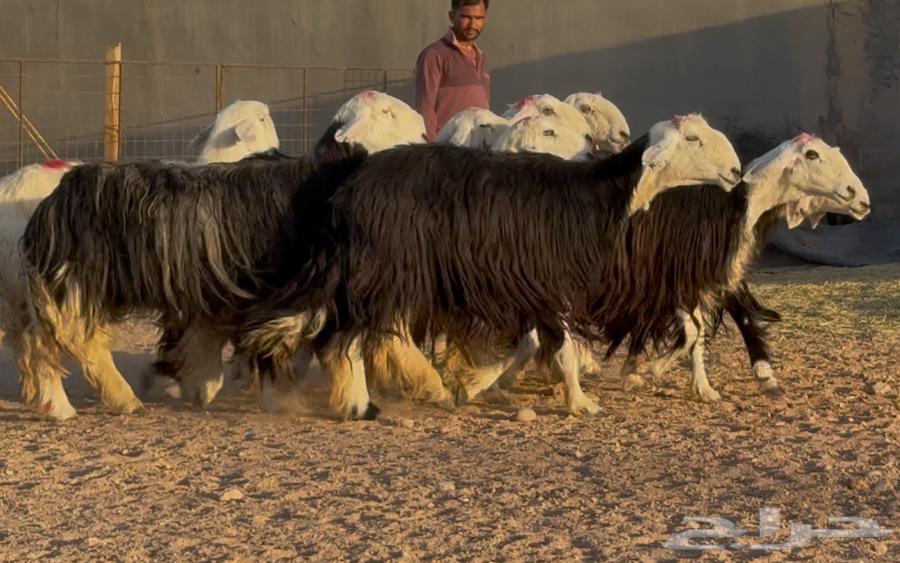 优质内志绵羊，条件优良，编号964452970382851111