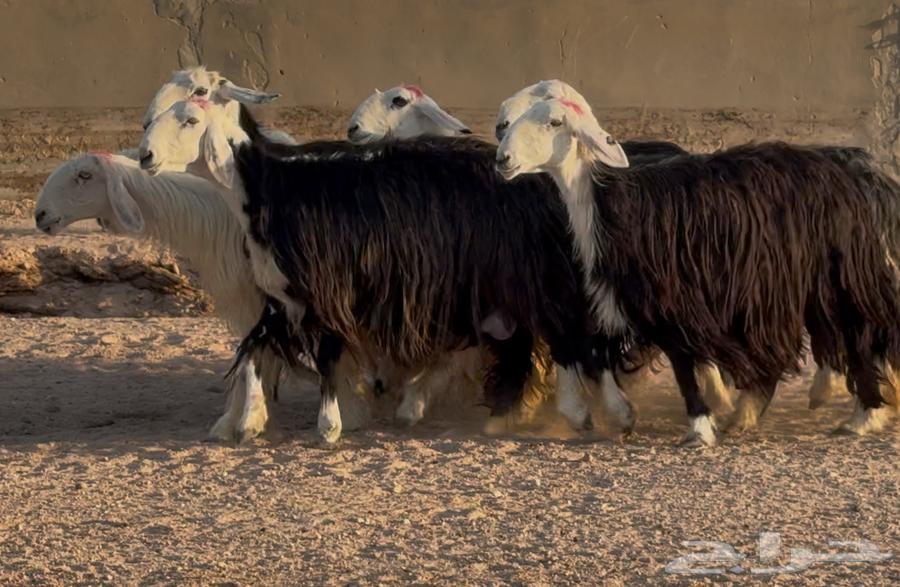 优质内志绵羊，条件优良，编号964452970382851112