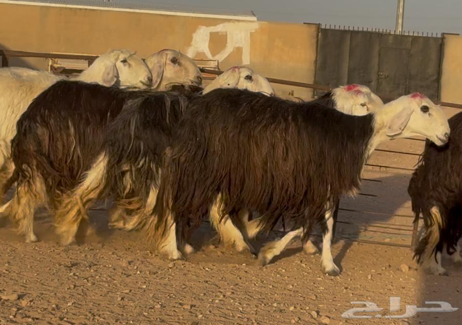 优质内志绵羊，条件优良，编号964452970382851114