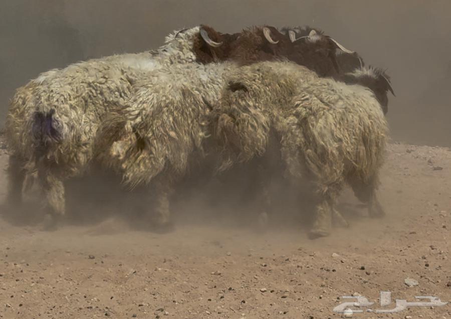 جذعان نعيم طيبه العدد 1464449810098177113