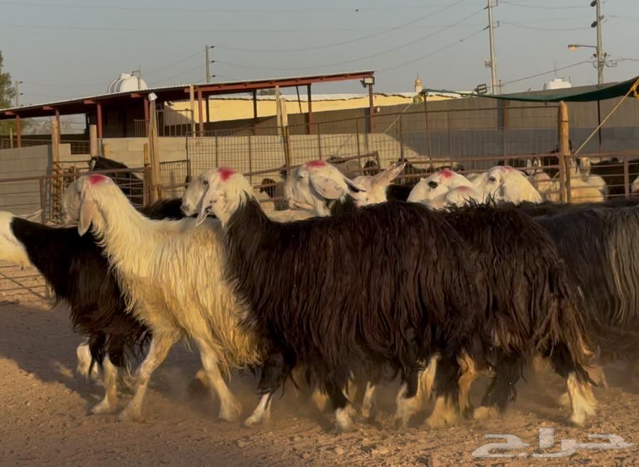 优质内志绵羊，条件优良，编号964452970382851113