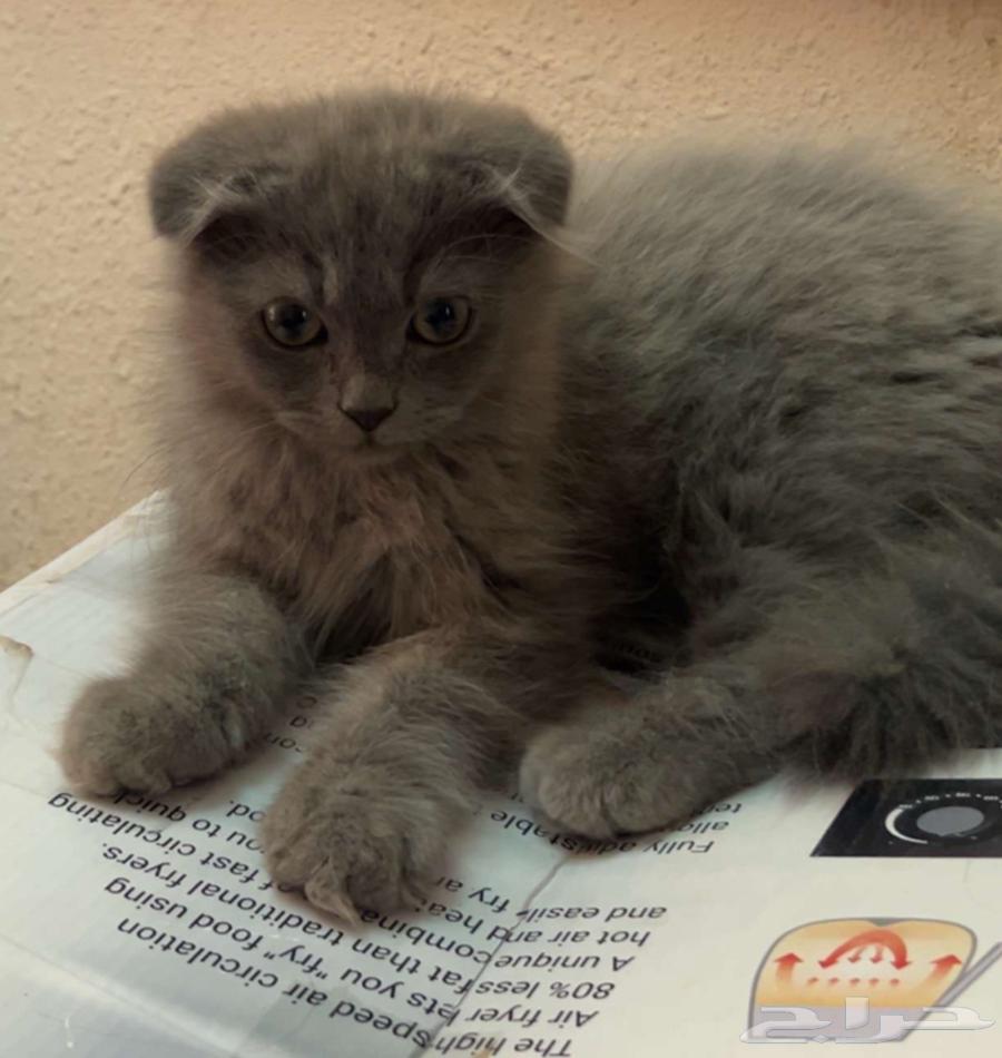 Scottish Fold Kitten for Sale64450838599681110