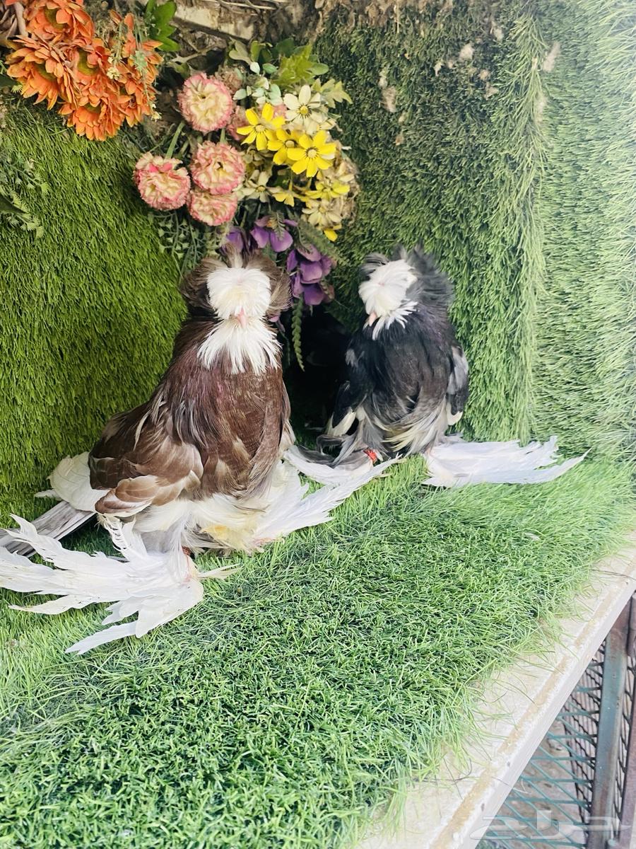 للبيع طبه بخاره بولهد64453325375875114