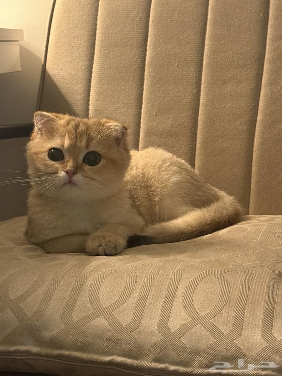 قطط NY11 للبيع64456954829697111