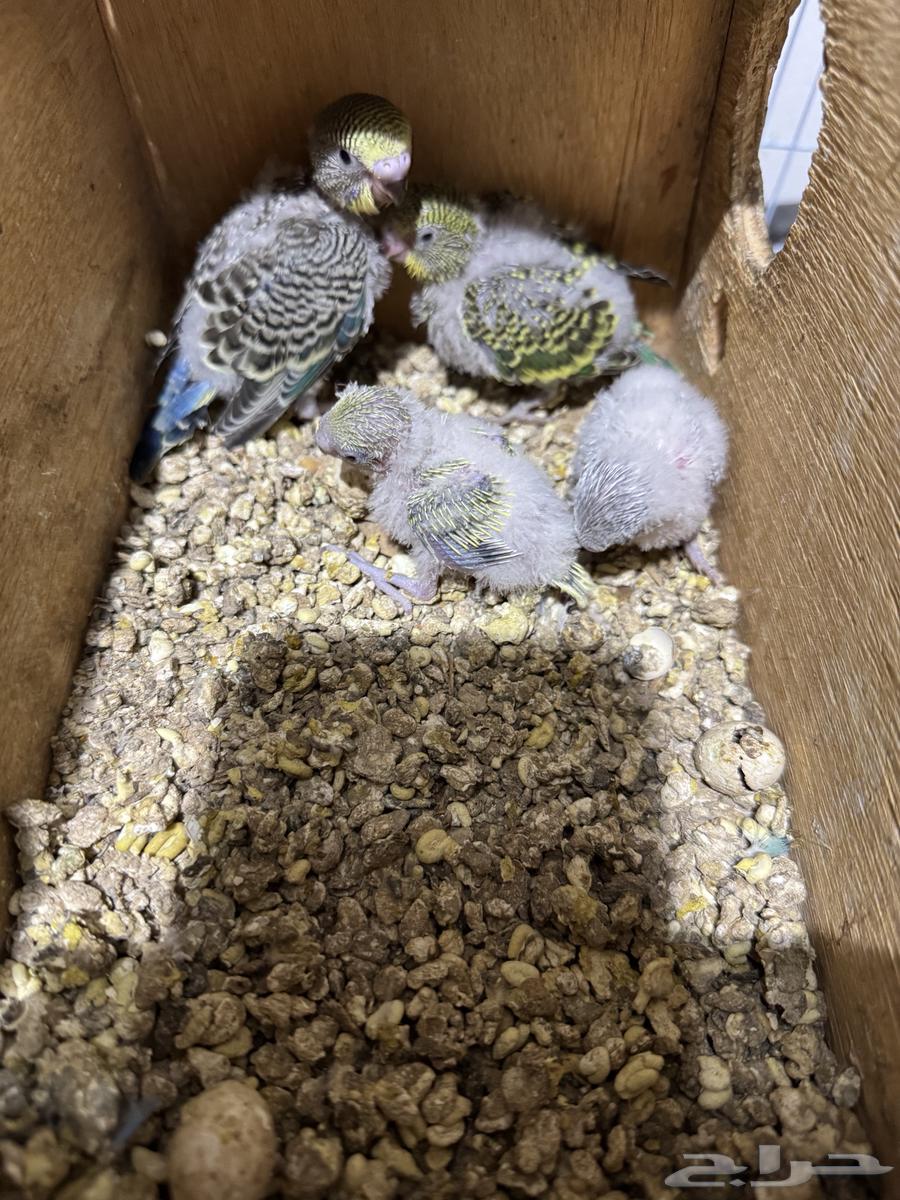 جوز بادجي (((تم البيع خارج الموقع)))64453202078595113