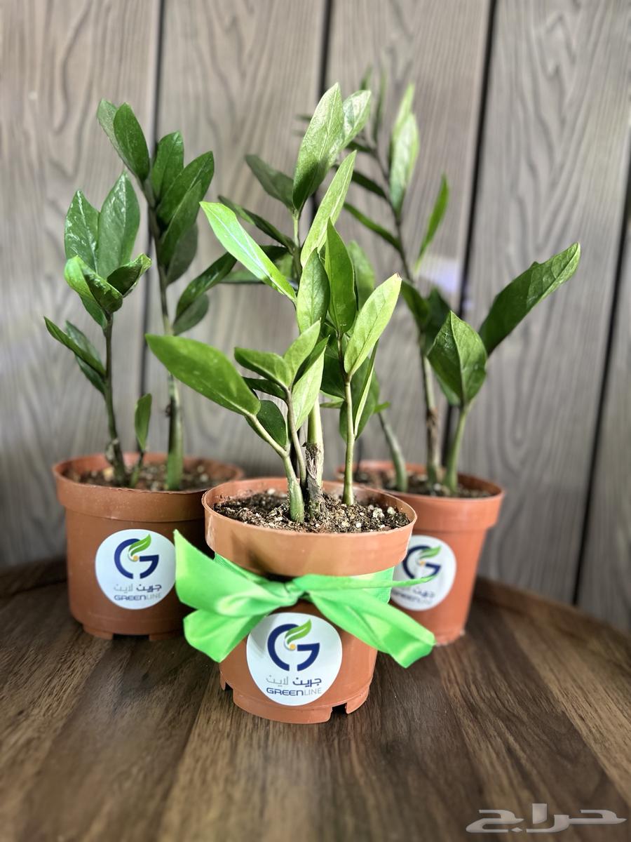 عروض اليوم الوطني علي النباتات طبيعية64449796758914112