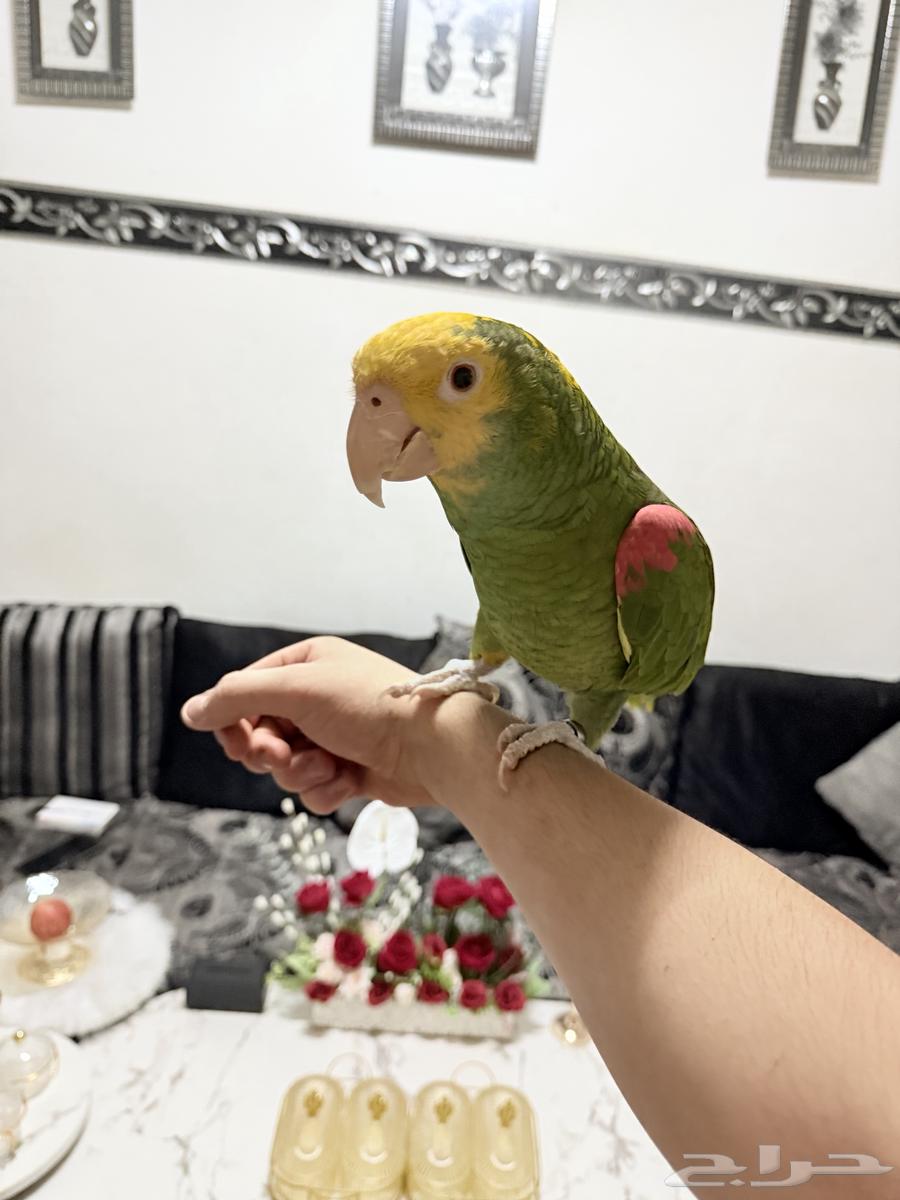 ببغاء أمازوني دبل يلو هيد ماقنا تم البيع64449757036929112