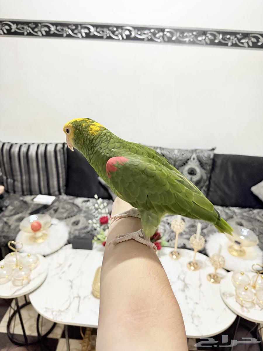 ببغاء أمازوني دبل يلو هيد ماقنا تم البيع64449757036929114