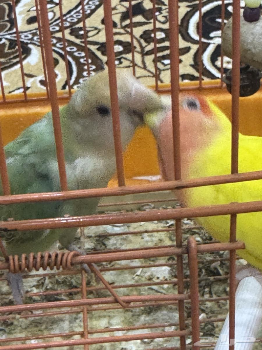 للبيع ذكر وأنثى روز أليف64454427426050113